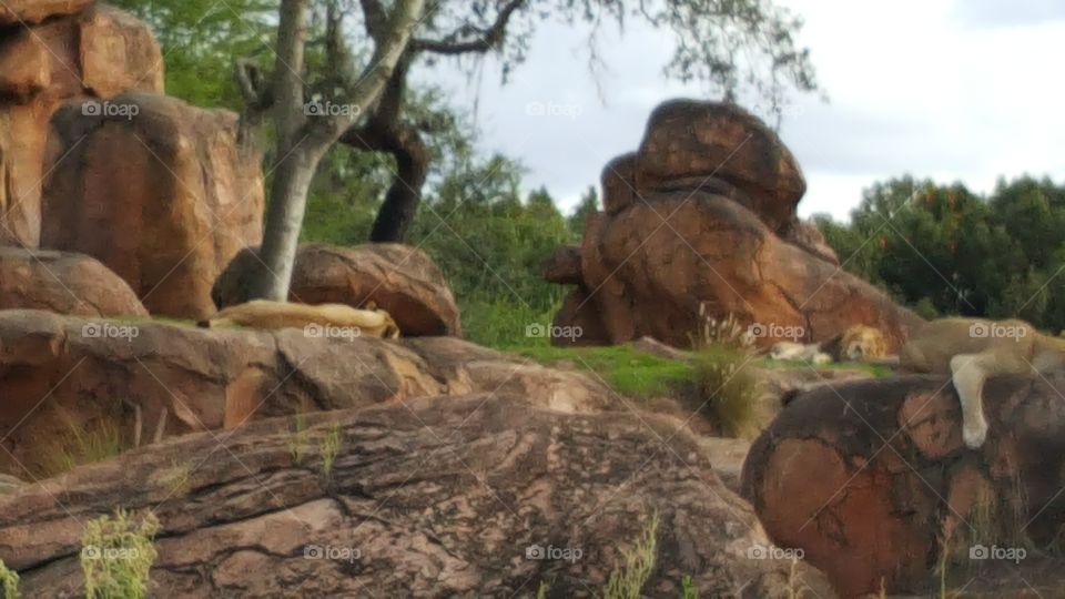 A pride of lions sleep peacefully atop the rocks at Animal Kingdom at the Walt Disney World Resort in Orlando, Florida.