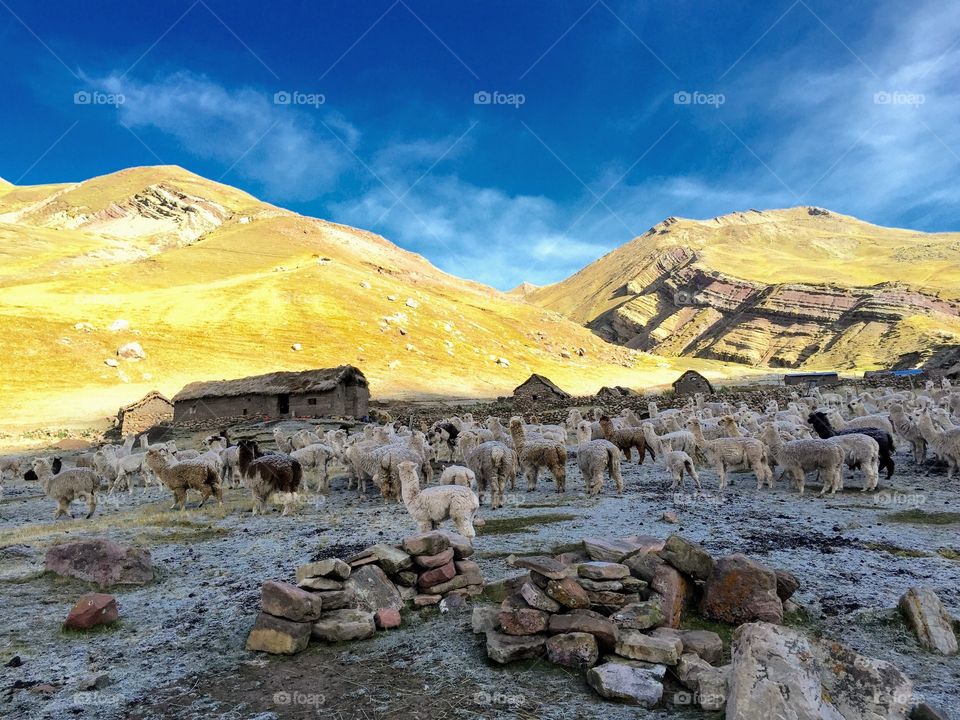 llamas in the mountains of Peru