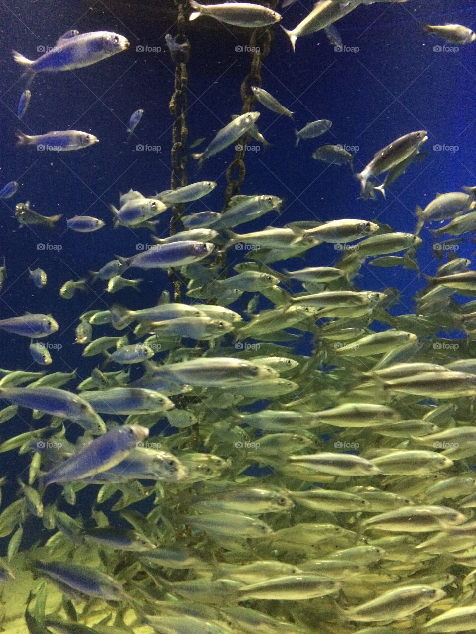 School of fish