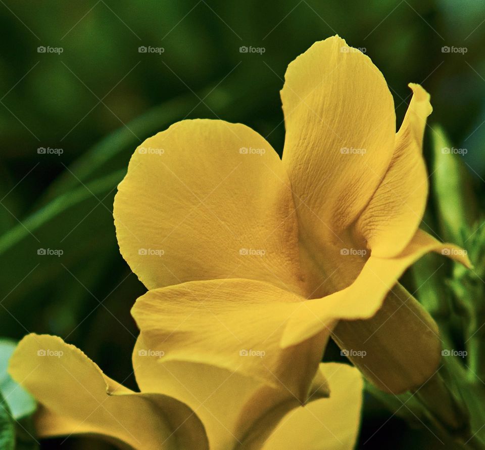 Yellow trumpet flower - petals shapes 