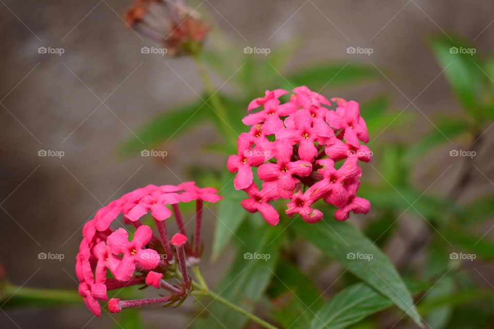 Pink Flower Bunch