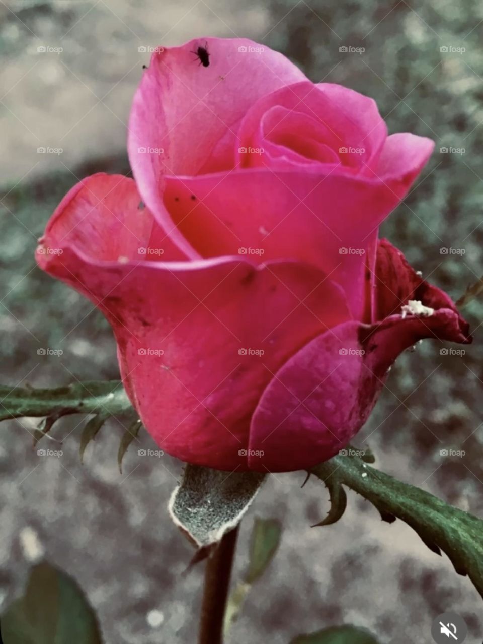 🌹 🇺🇸 Very beautiful flowers to brighten our day.  Live nature and its beauty. Did you like the delicate petals? / 🇧🇷 Flores muito bonitas para alegrar nosso dia. Viva a natureza e sua beleza. Gostaram das pétalas delicadas? 