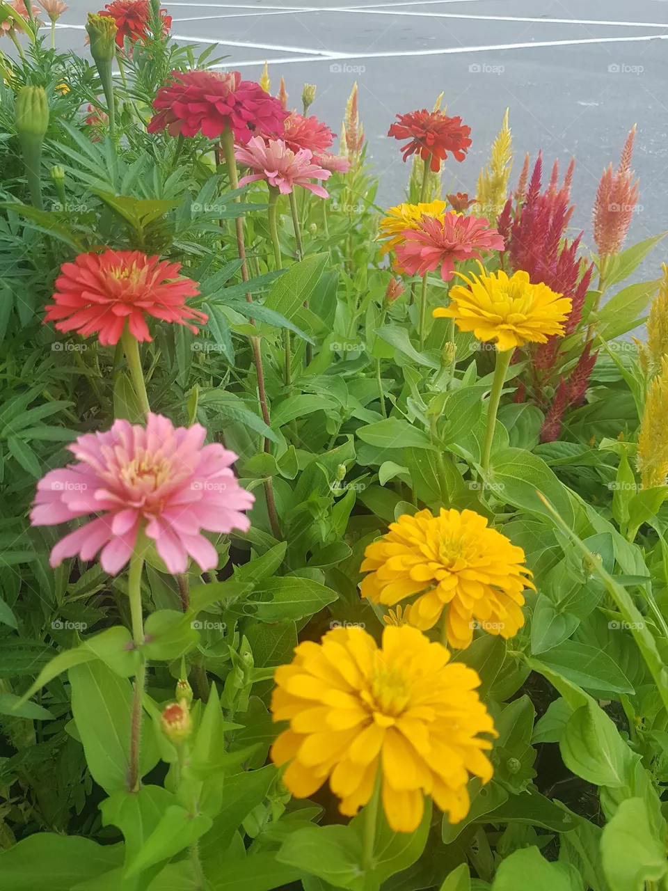 Zinnia  View