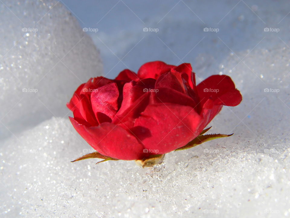 Red rose flower on snow