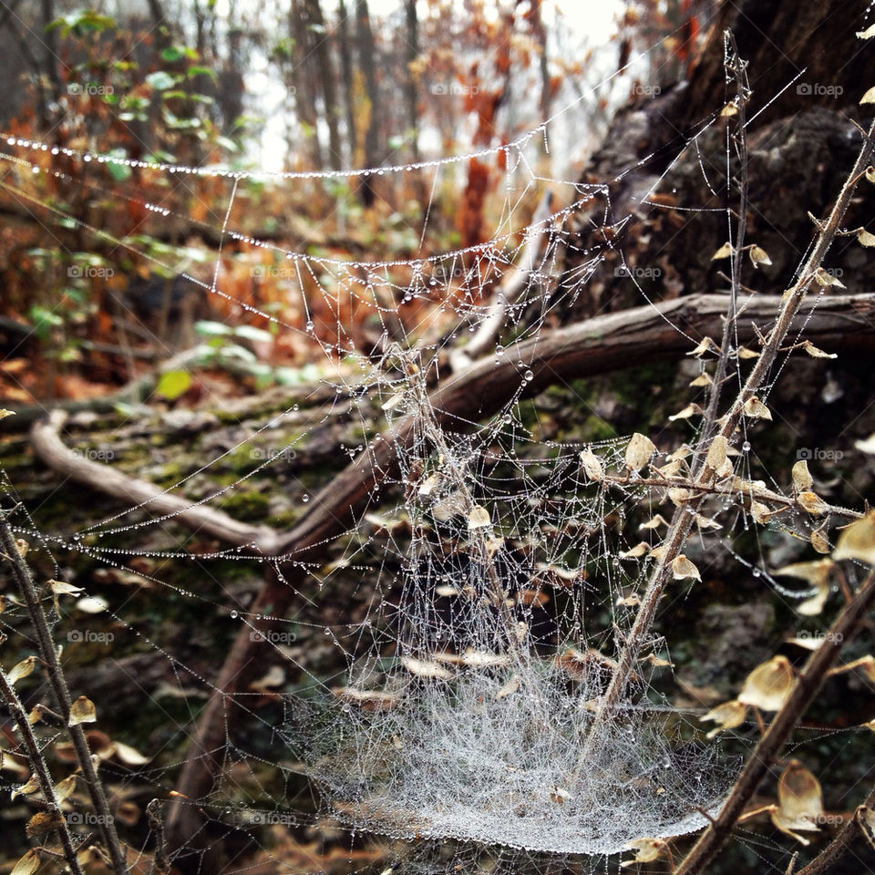 Dew on the spider web