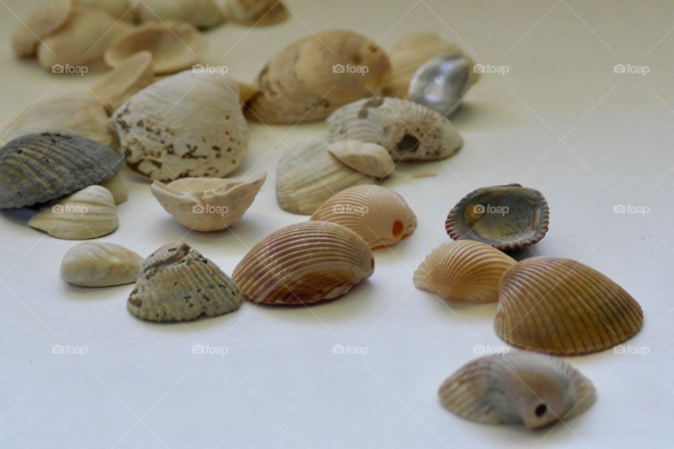 Varieties of seashells