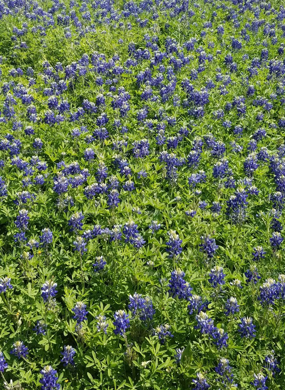 Blue bonnet garden