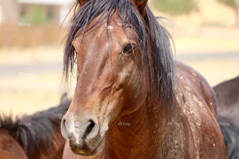 Wild mustang horse in the high sierras Nevada front head shot closeup 