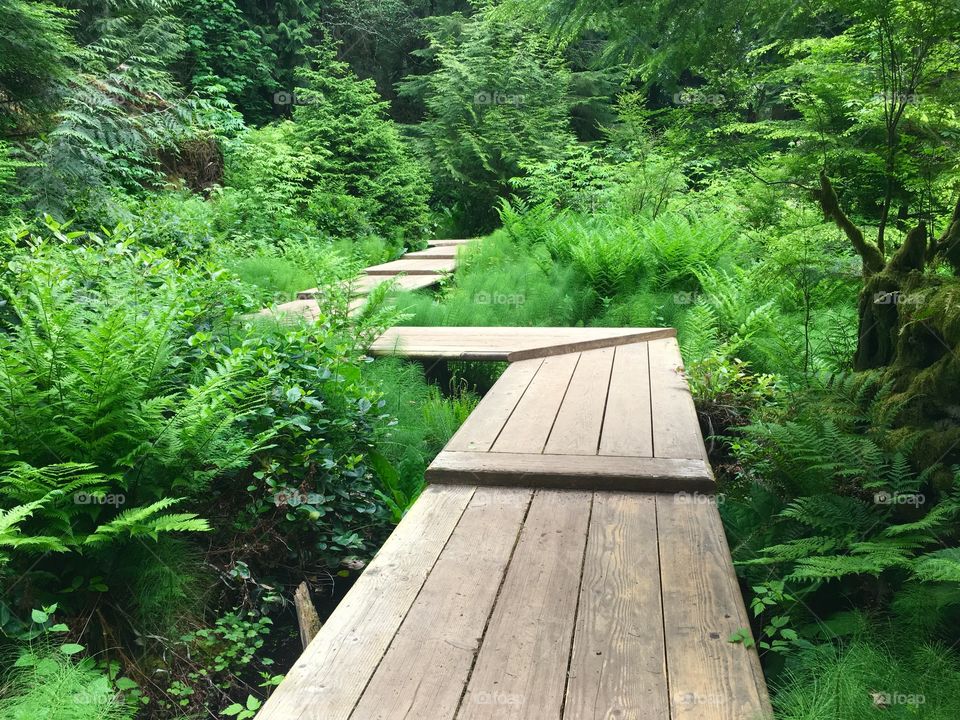 Wooden Walkway Trail