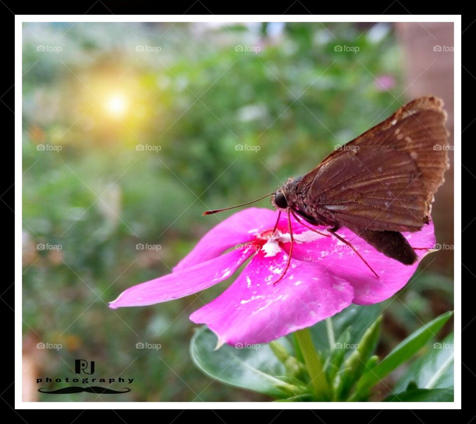 browny butterfly in rosy flower😜