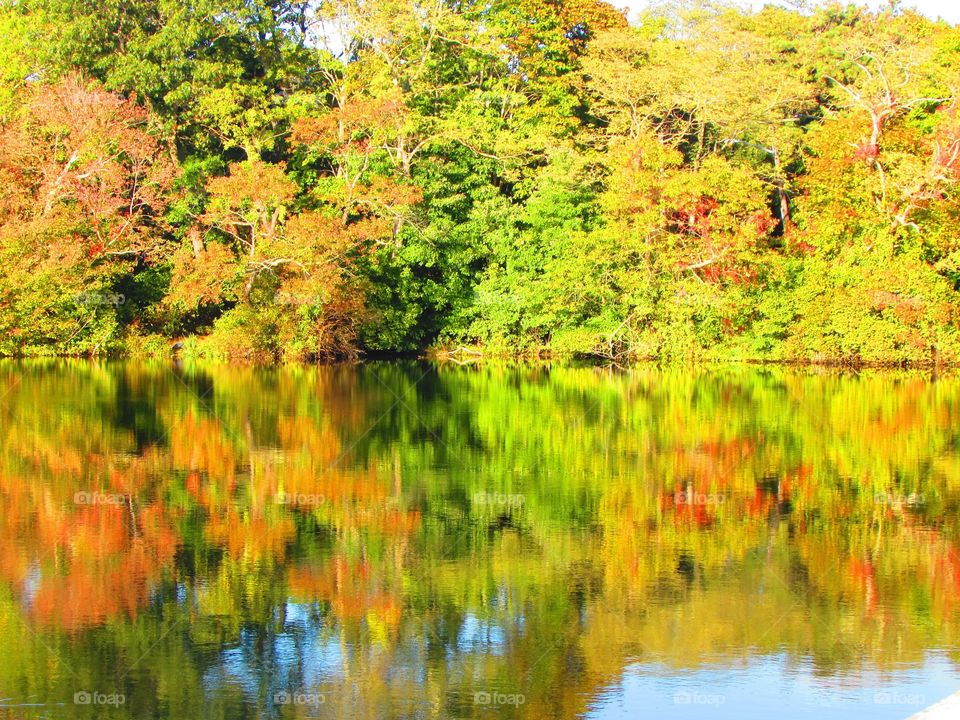 Greenery, reflection , landscapes 