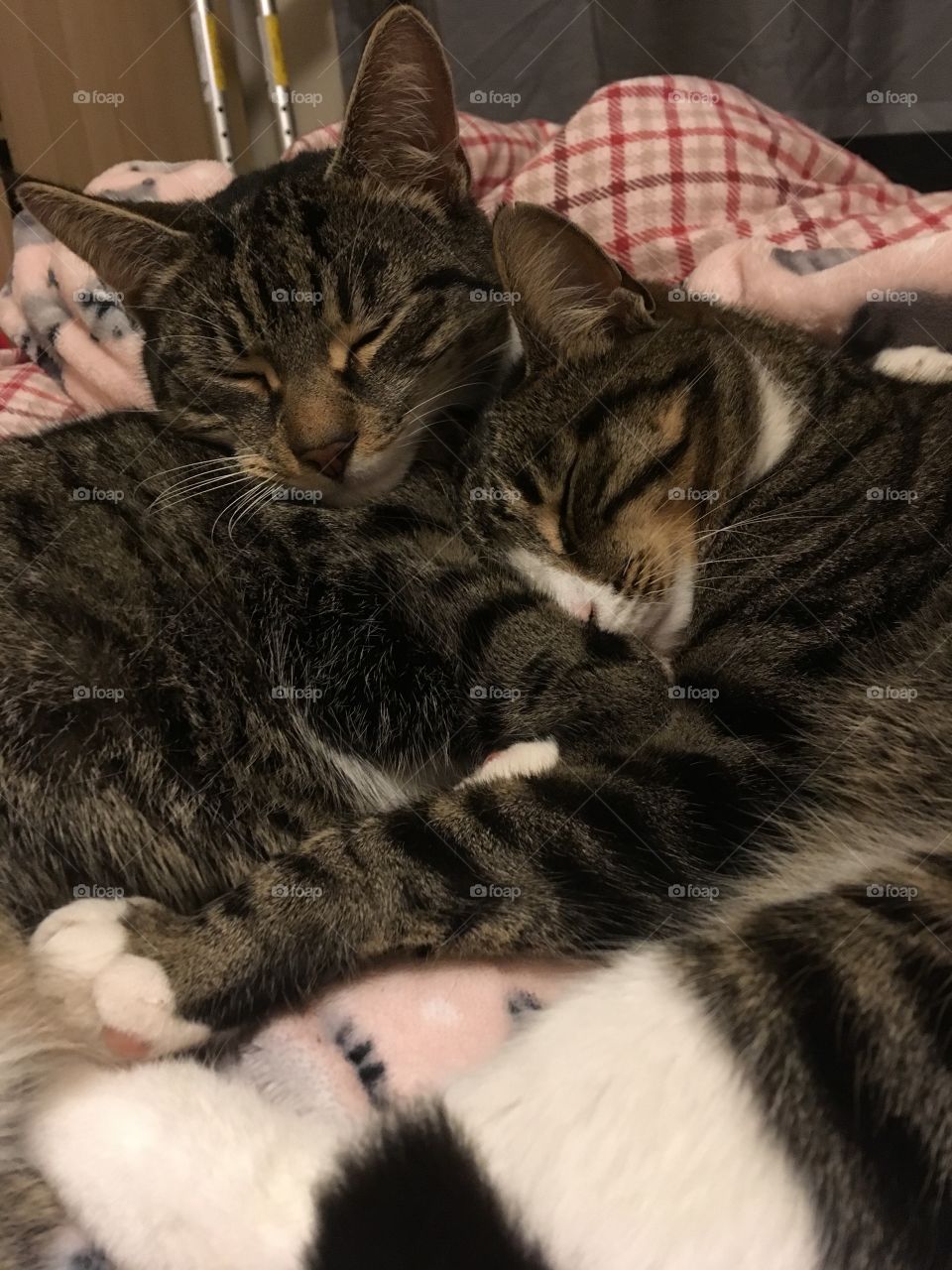 Cuddly kitty cats ❤️