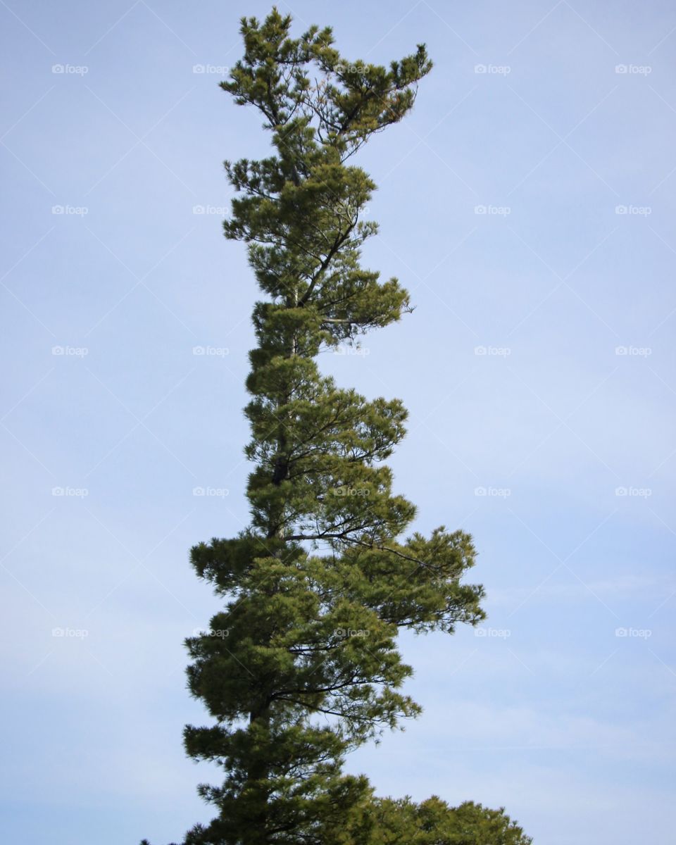 Beautiful skinny tall tree 