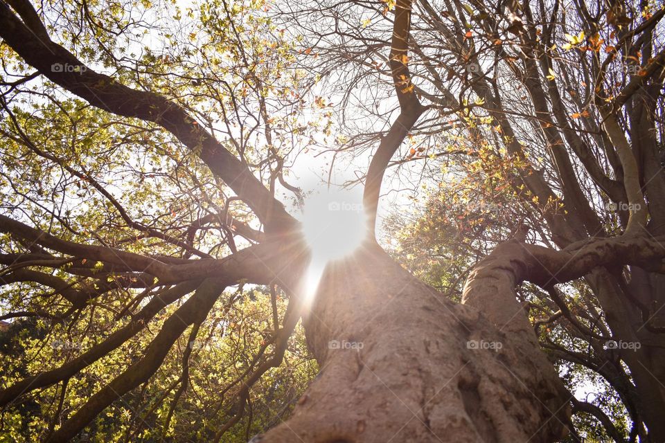 Tropical garden greenery in the botanical garden at the park, travel in garden with benches, explore on the stone walkway and path, walking the dog outdoors on a leash, hiking fitness, motivation to move, peace recreation and wanderlust and colourful