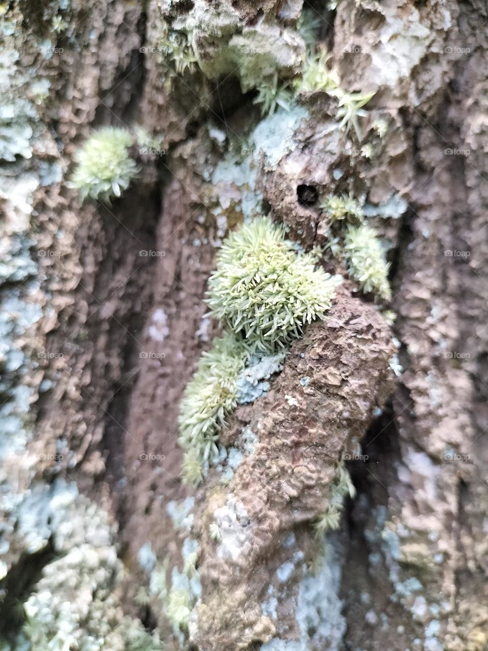 Mossy old pine tree trunk texture