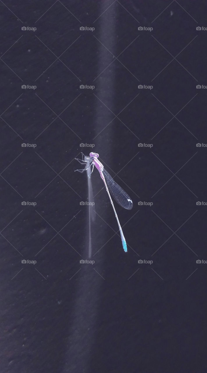 Close-up of a dragonfly