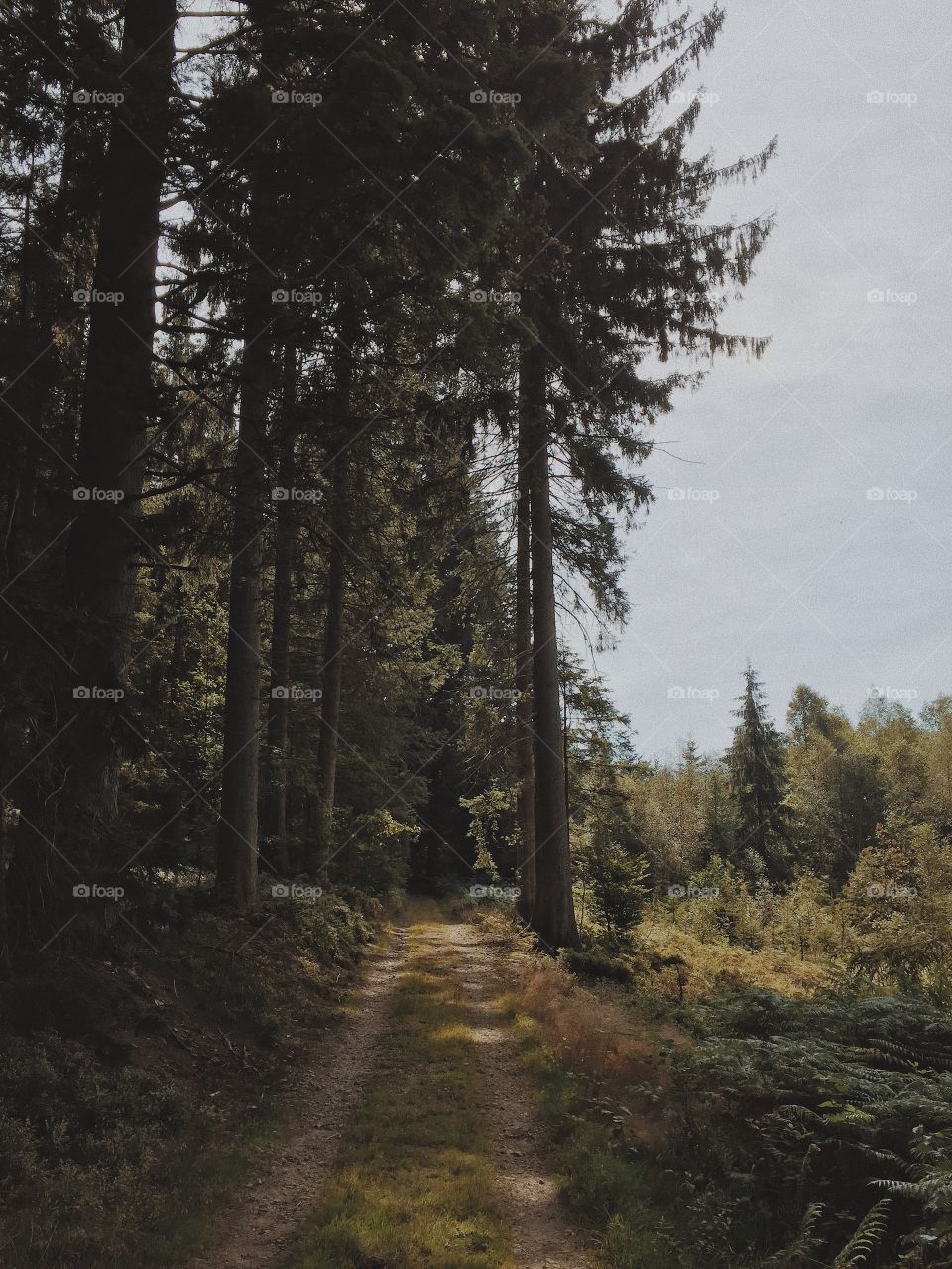 Forest in Belgium 