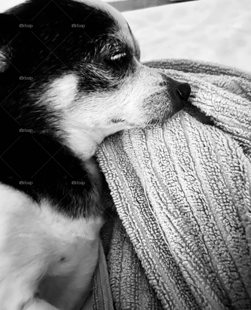 Pup sleeping peacefully black and white 
