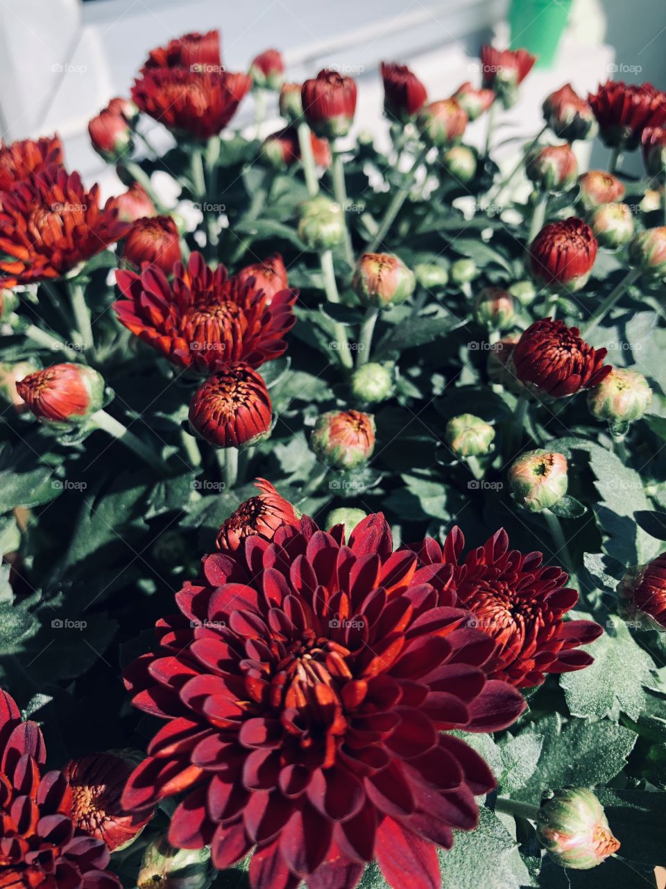 Beautiful in the sunshine ☀️