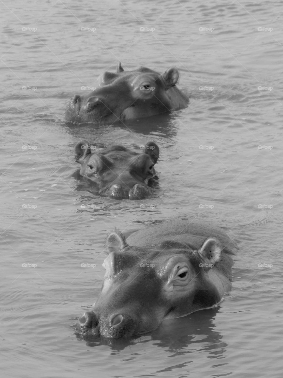 hippos the most dangerous animal for humans making an approach.