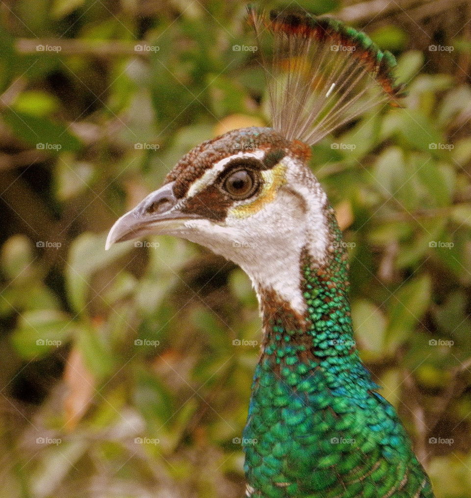 Peacock anyone?