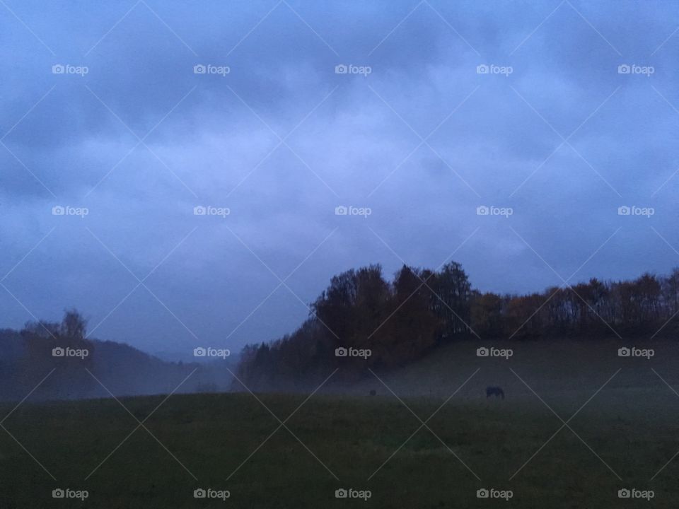 Foggy field