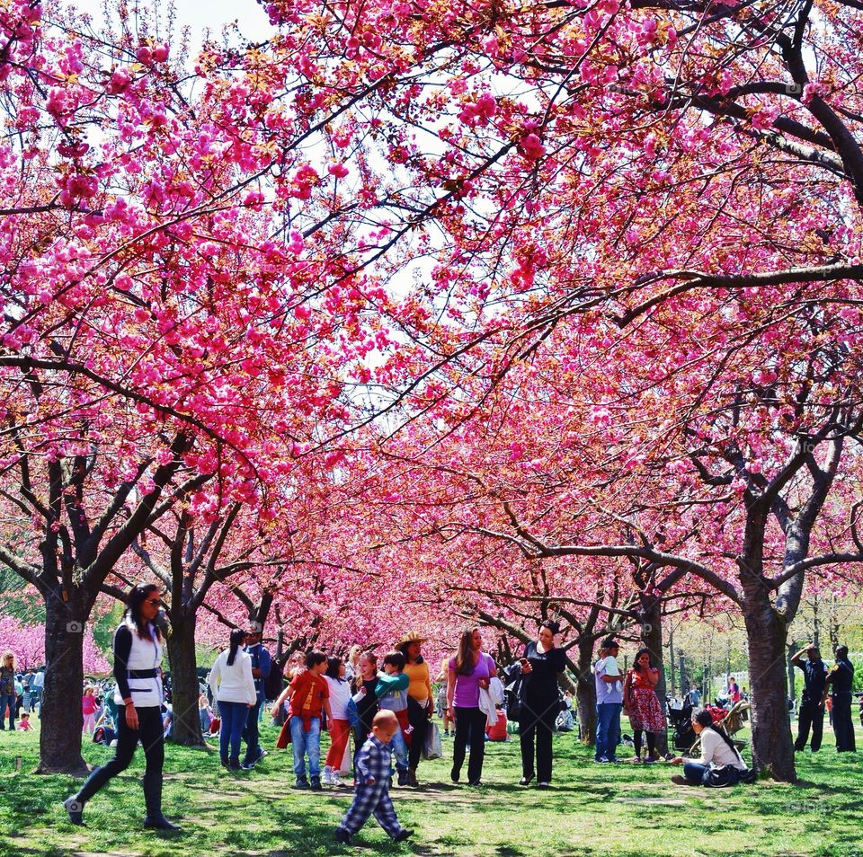 Cherry blossoms 