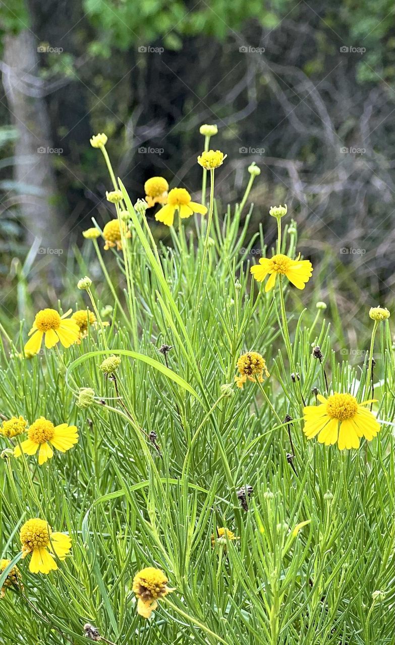 A bouquet of bitter sneezeweed (allergies are awful) grows in abundance during the Texas drought 💛