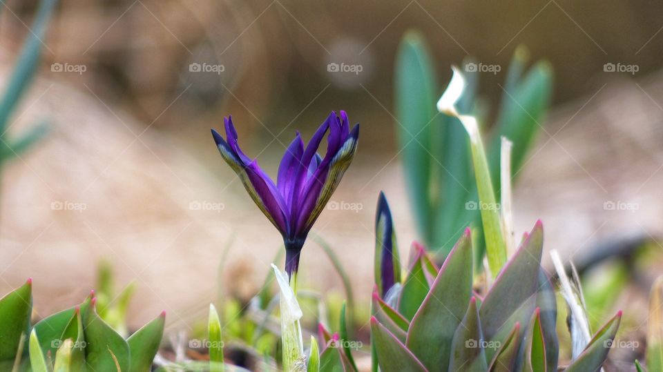 First blooms of spring