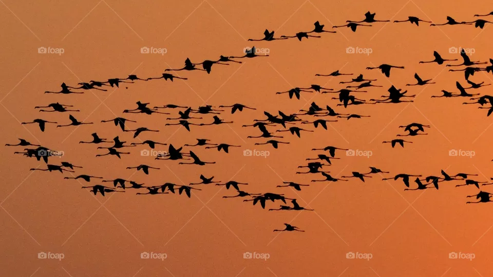 Flamingos
