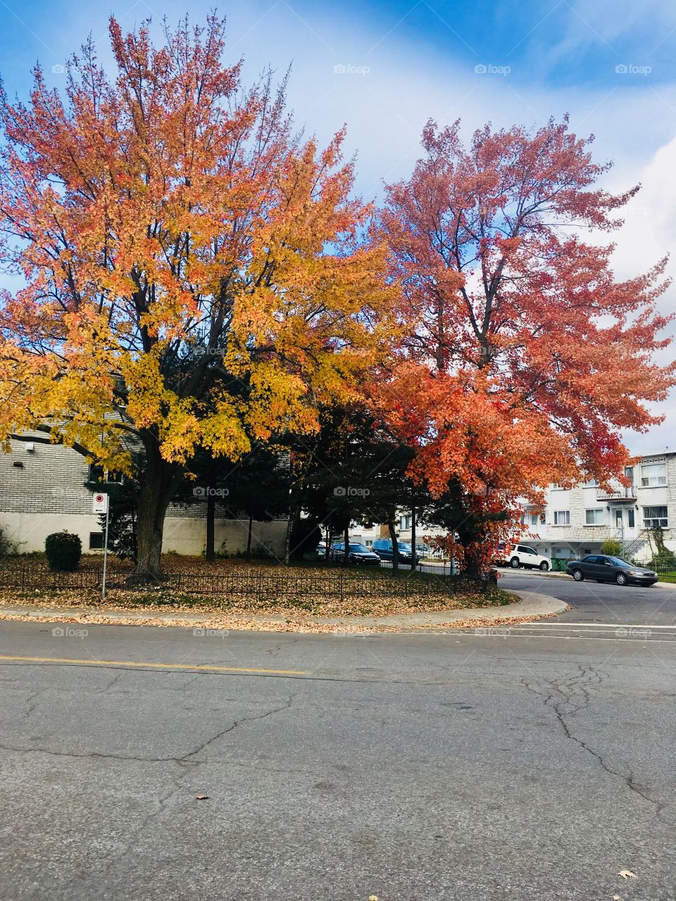 Autumn Tree 02-Octobre 22 2018-Montreal, Quebec, Canada