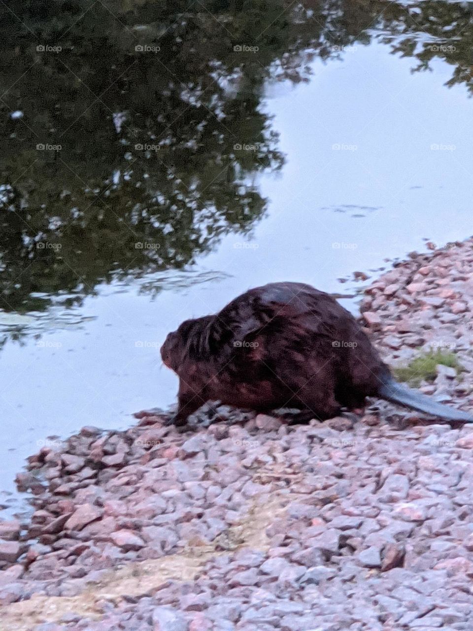 Beaver heading to the water