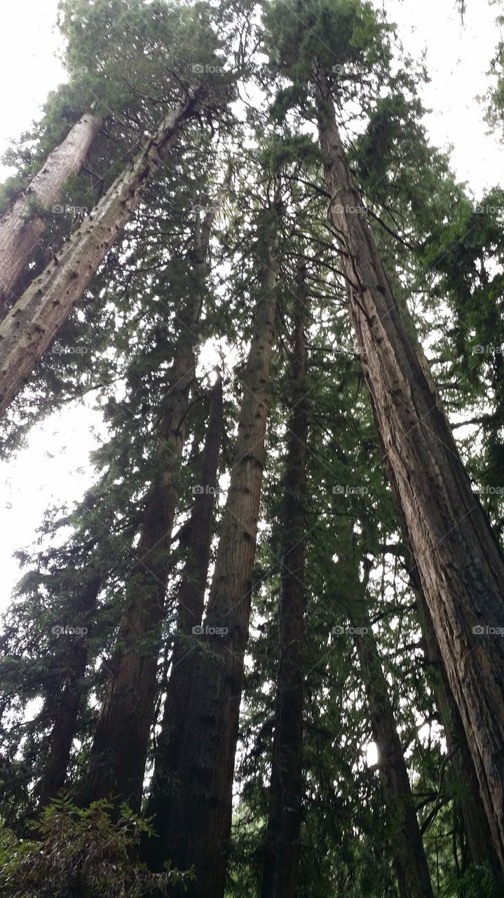 Tallest Trees