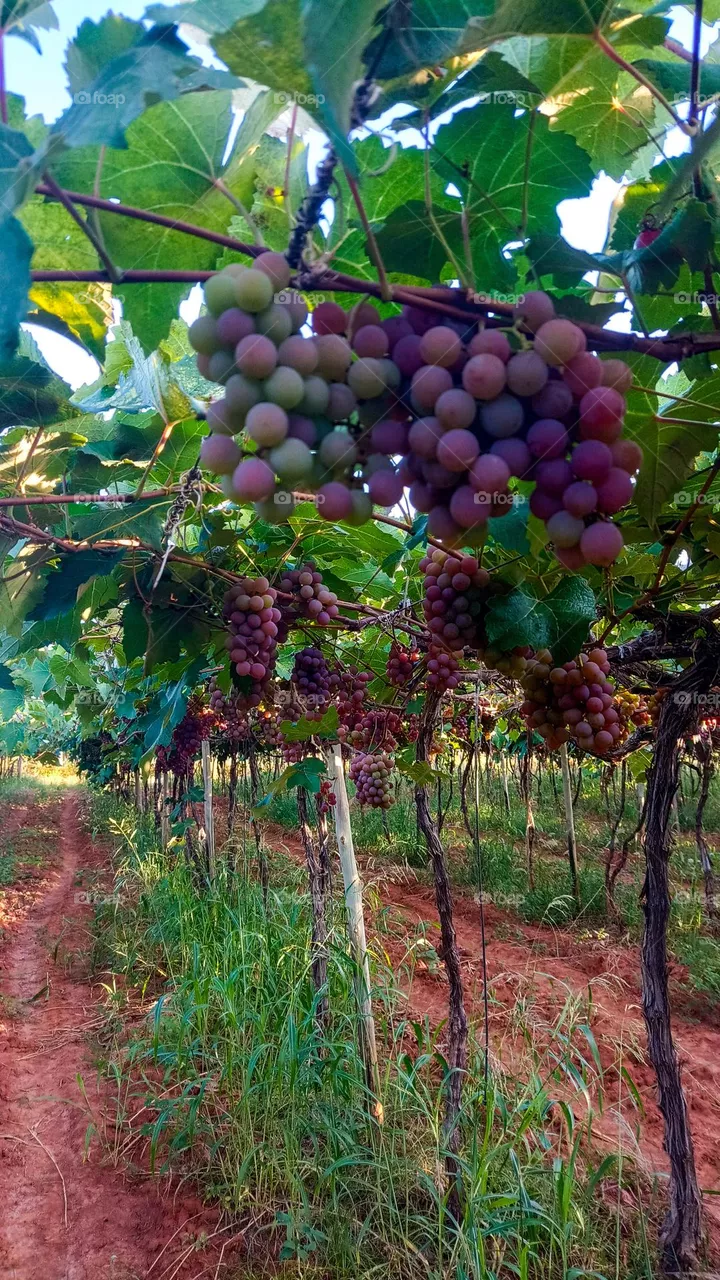 vine