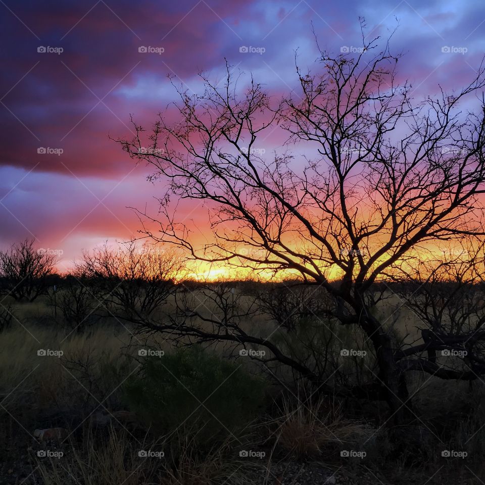 Desert Sunset Landscape 