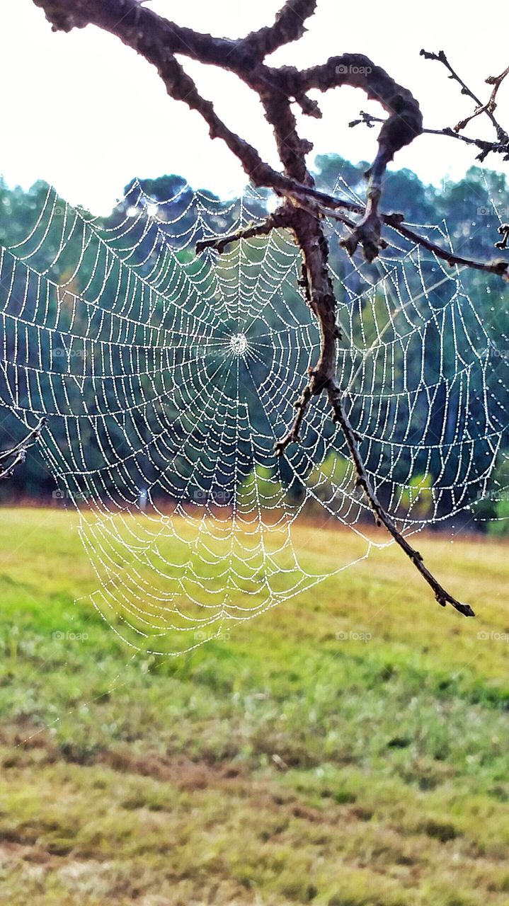 macro spider webs in morning dew hanging from branch