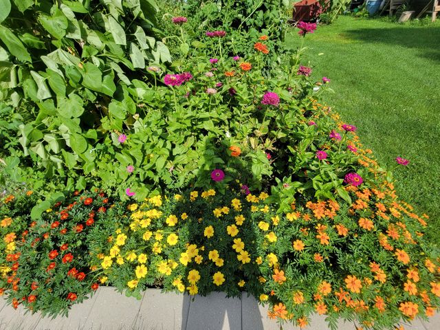 flower garden
