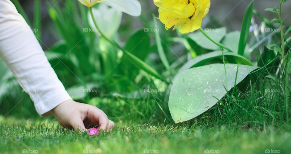 One hand of a little caucasian girl takes a chocolate easter egg in a lilac shiny wrapper from a green lawn against the background of blooming yellow tulips in the garden in the backyard of the house on a bright sunny day, vtd side close-up. Easter t