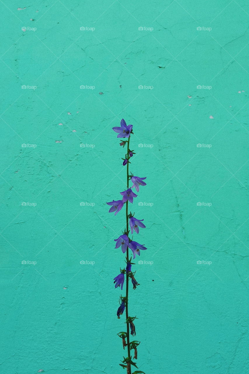Turquoise wall with purple bellflowers.