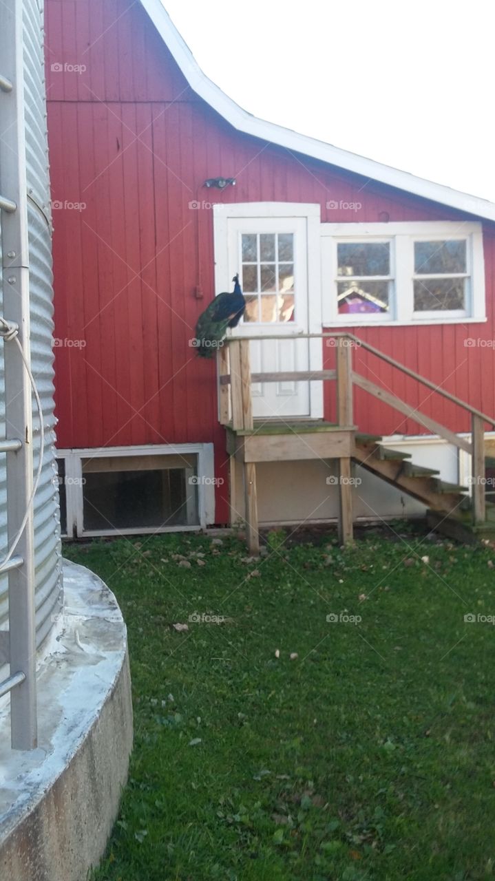Peacock. Peacock on a farm in Michigan