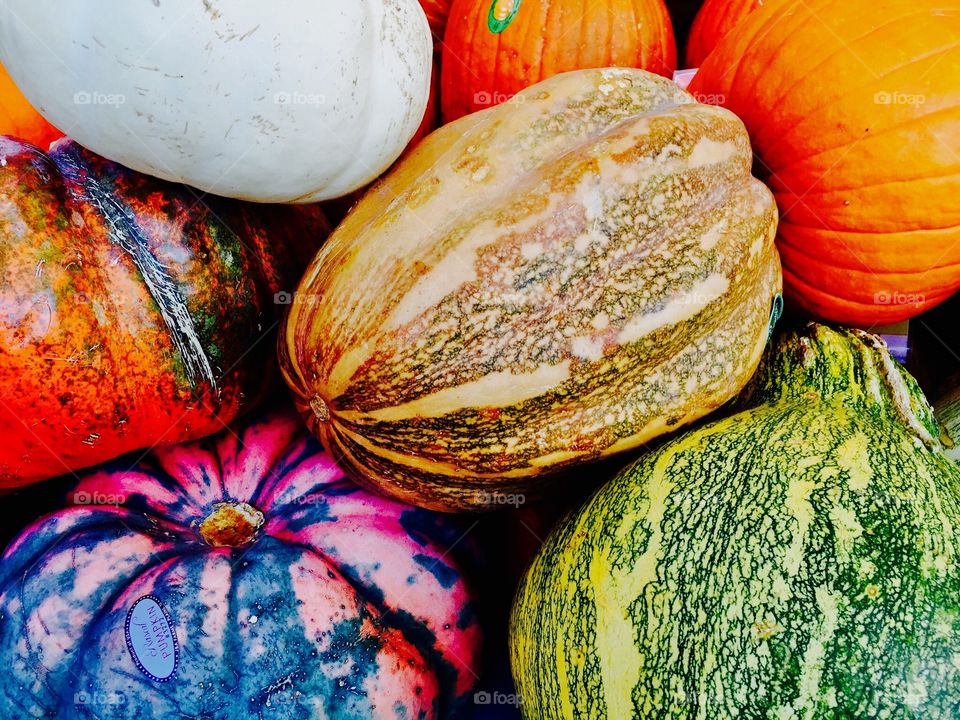 Different natural pumpkins 