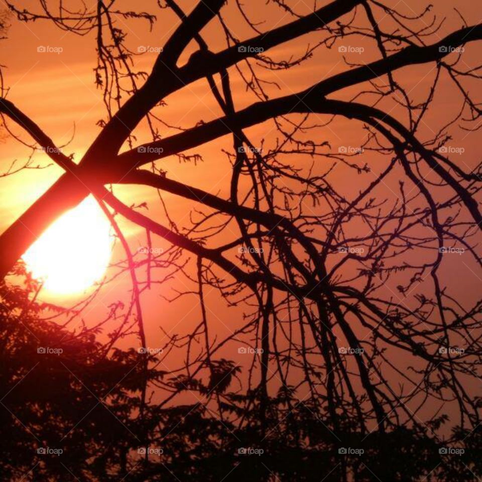 Sun set under a tree