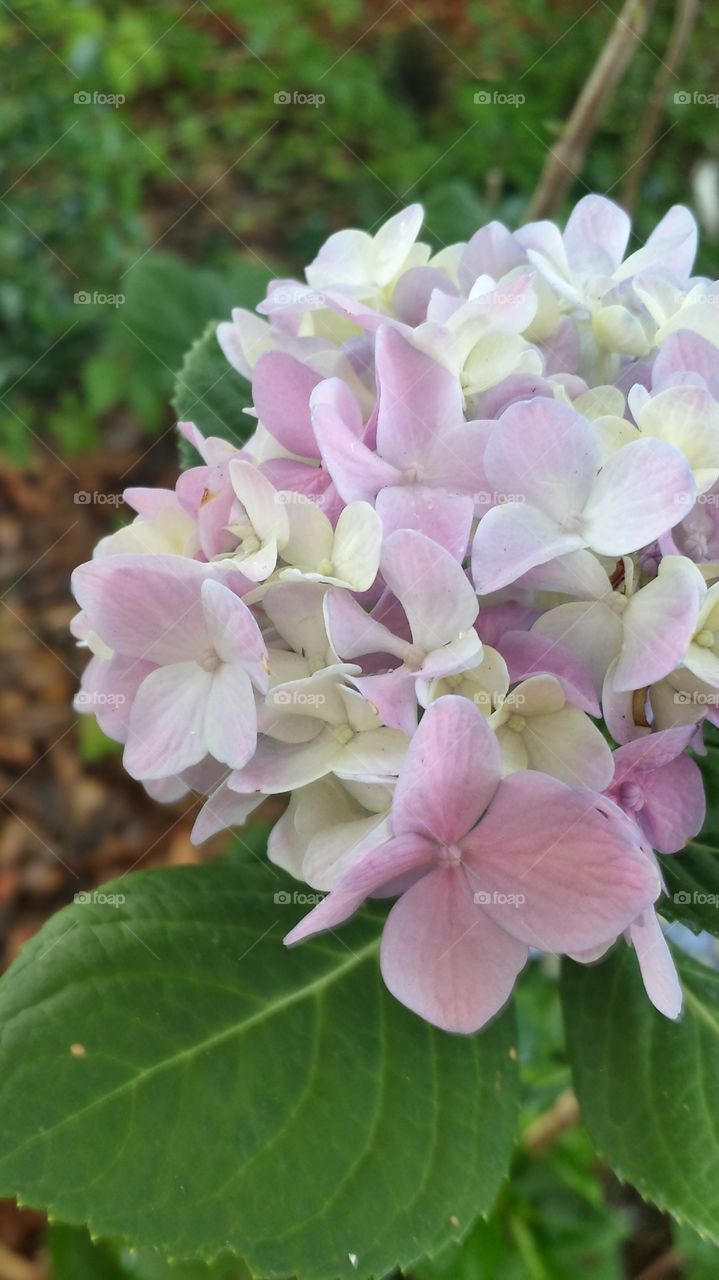 Pretty in Pink