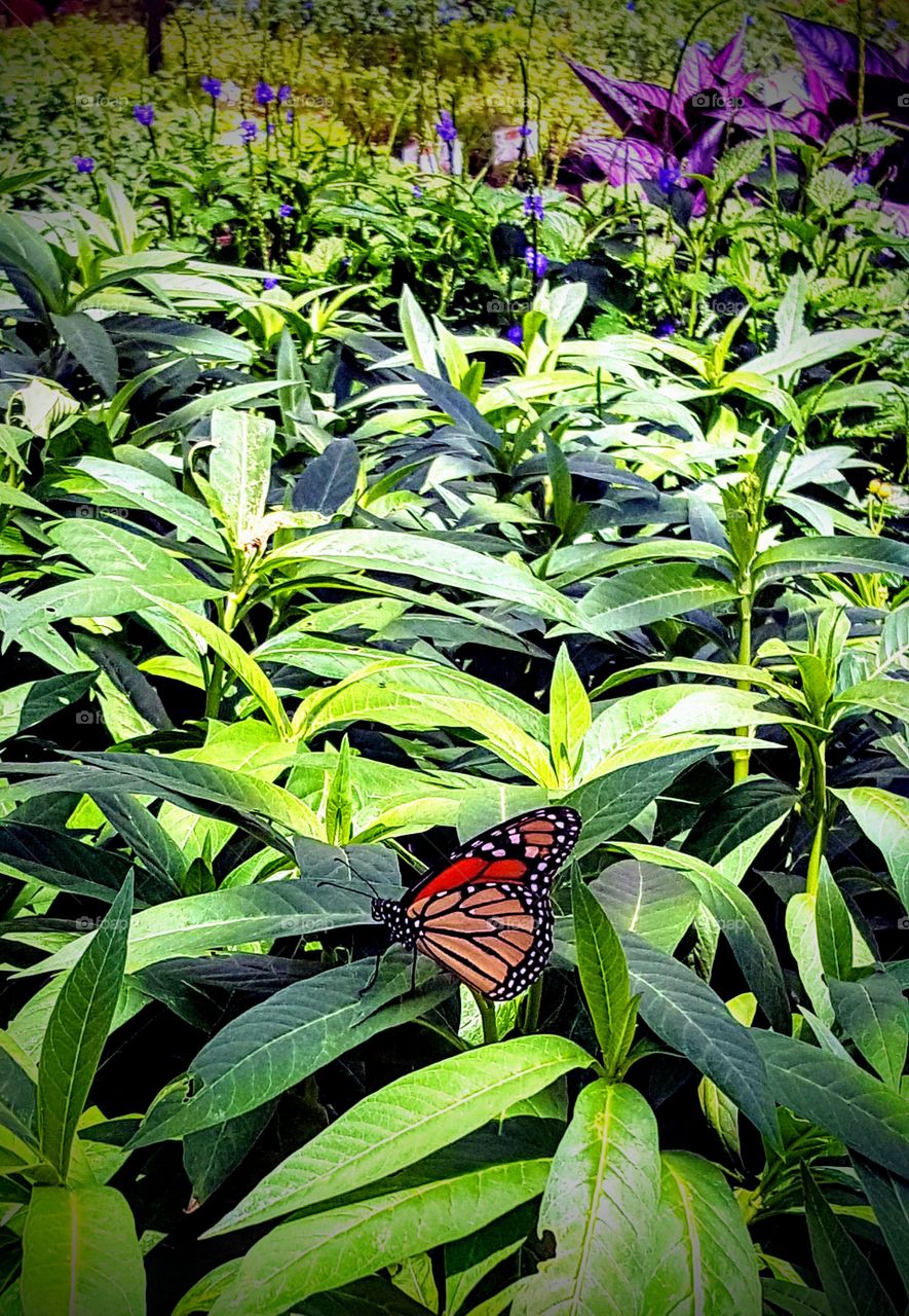 Butterfly on Leaf