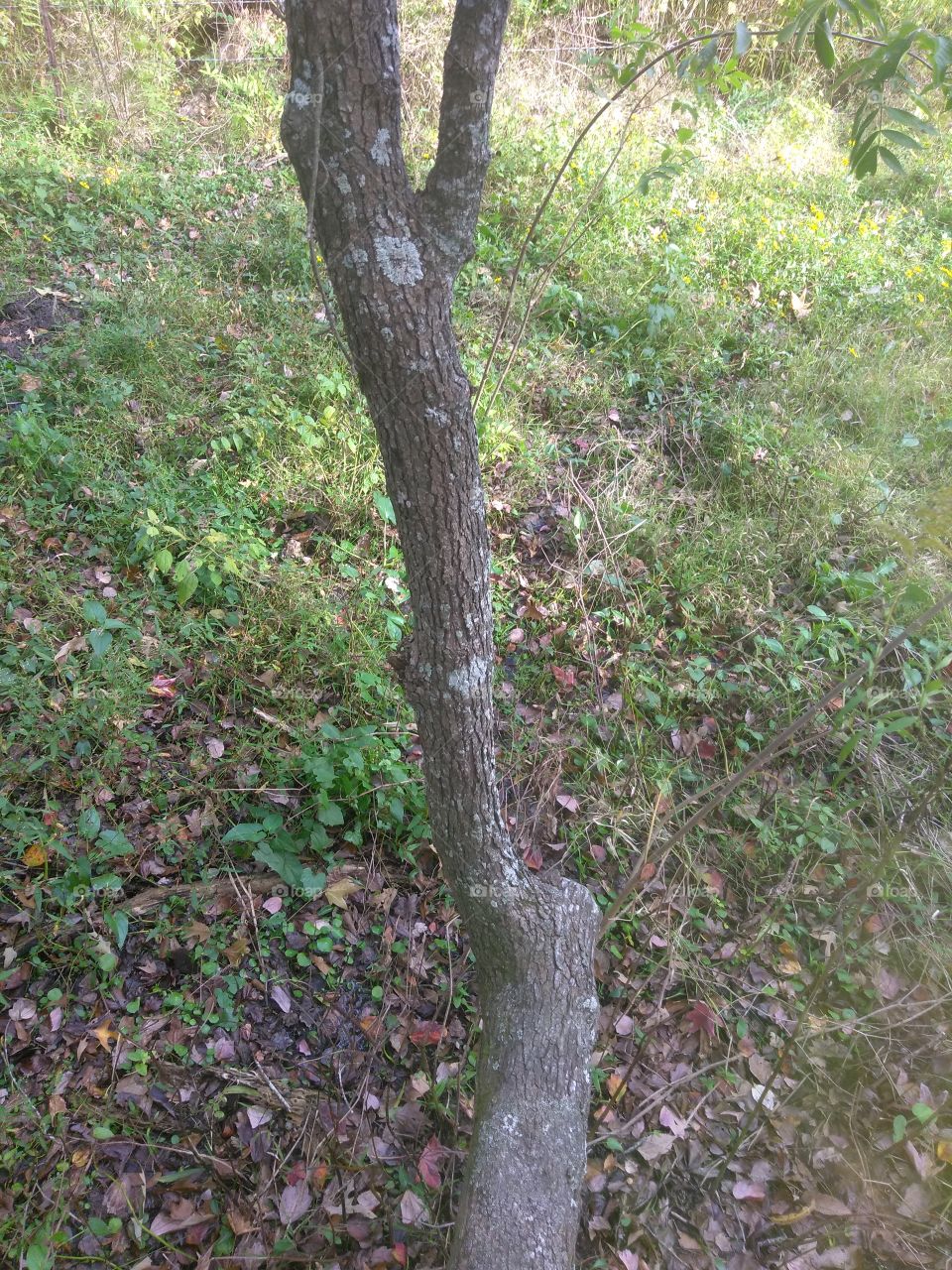 Tree, Wood, Nature, Landscape, Leaf