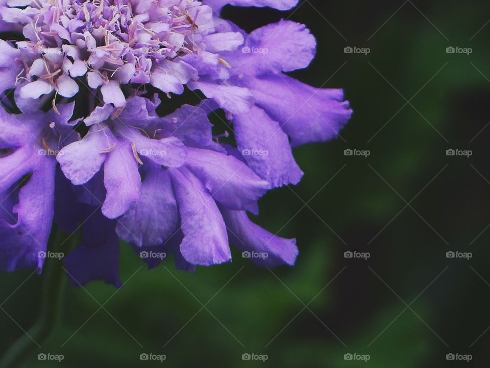 Macro shot of purple flower petals
