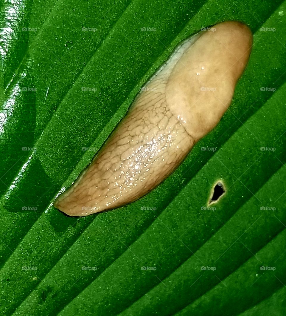 Snail, Gastropod, Invertebrate, Slimy, Shellfish