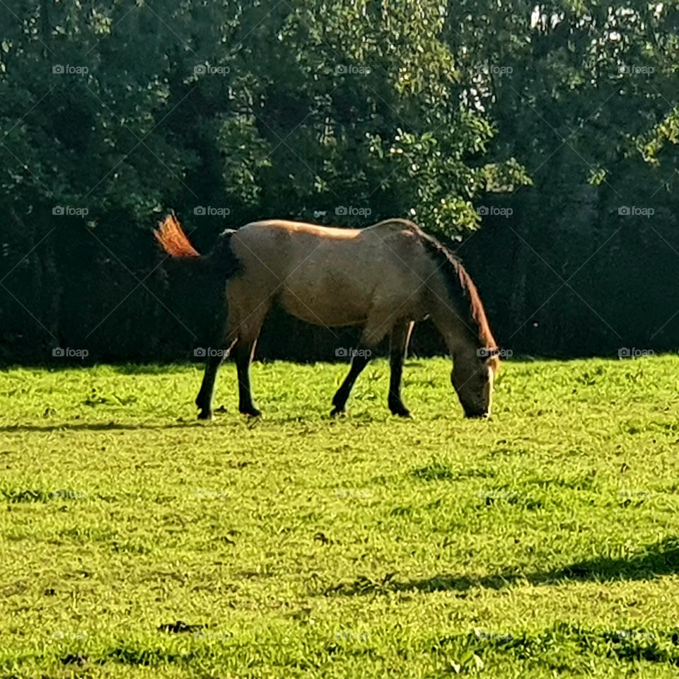 Horse grazing in the pasture. Last summer day