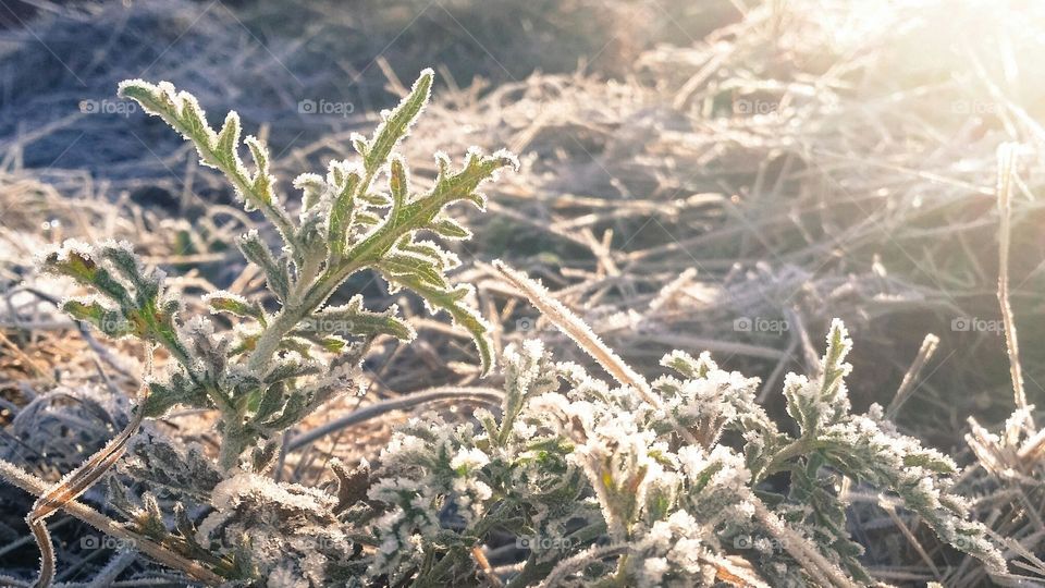 Early Morning Frost