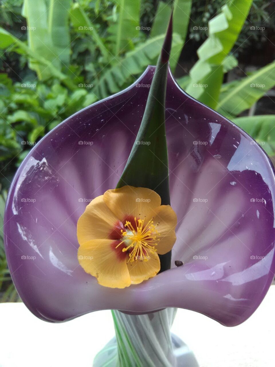 Nature, No Person, Flower, Leaf, Flora